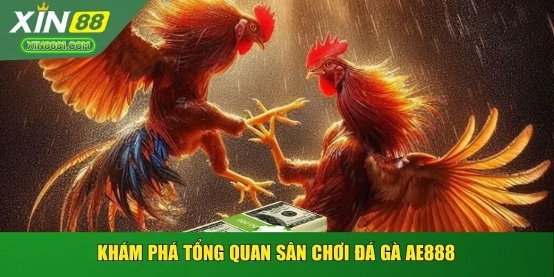 Khám phá tổng quan sân chơi đá gà AE888